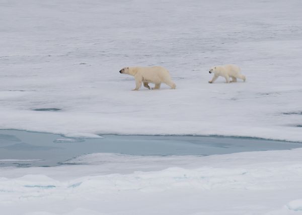 Où observer les ours polaires en liberté au Svalbard?