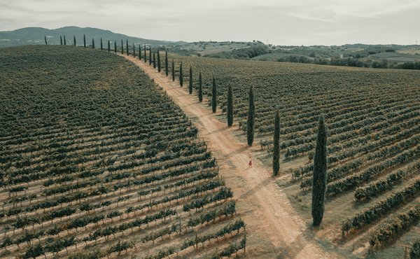 Comment organiser une visite des vignobles en Toscane, Italie?