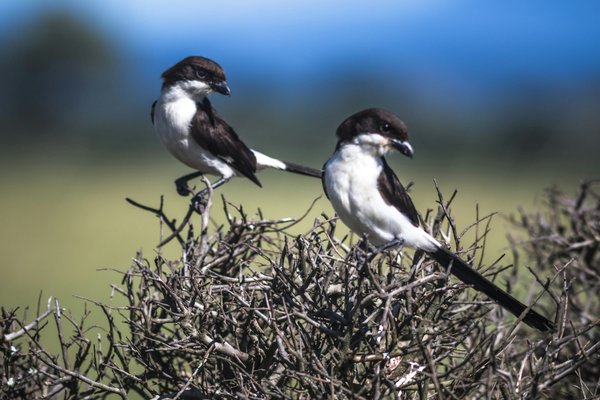 Quels sont les meilleurs endroits pour observer les oiseaux en Tanzanie?